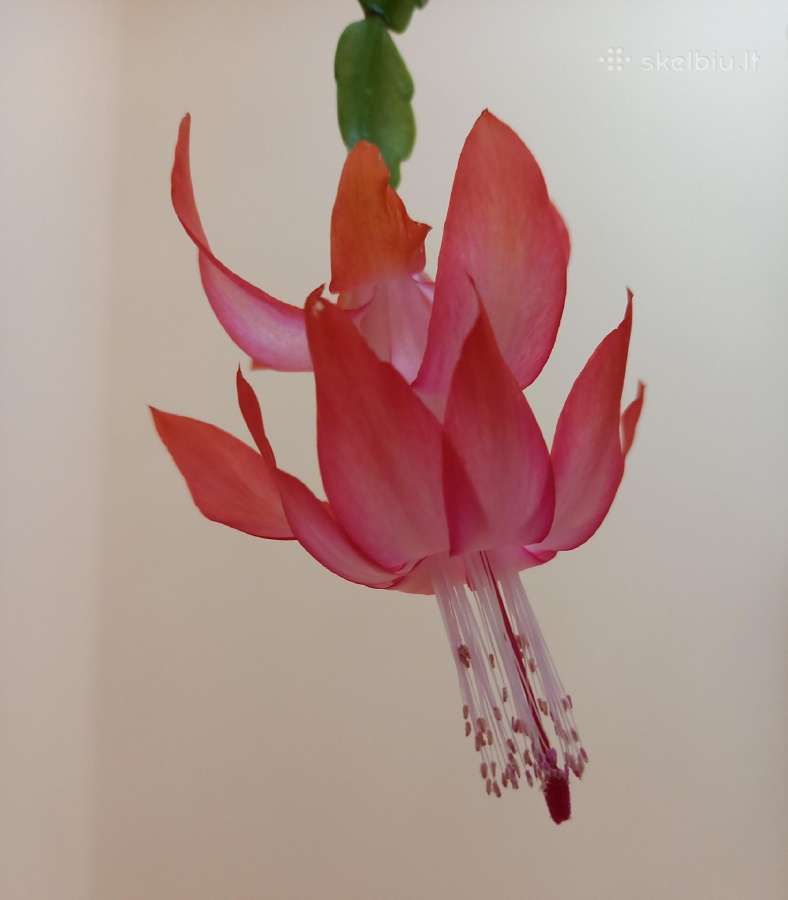 Parduodu gražų Kalėdinį kaktusą (Schlumbergera) - nuotraukos Nr. 3