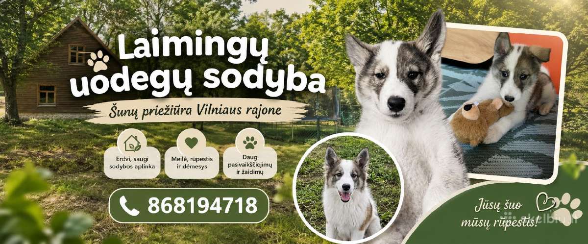 Šunų priežiūra su nakvyne Vilniaus r.