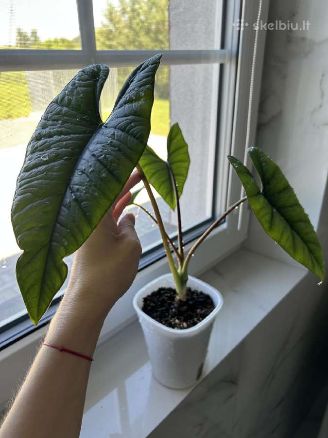 Alocasia Platinum
