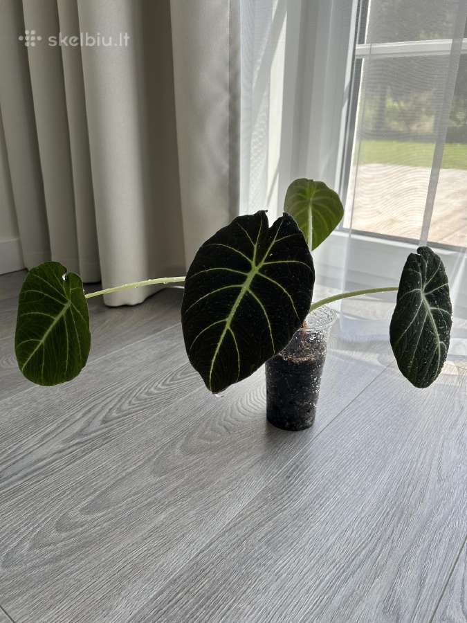 Alokazija Black Velvet