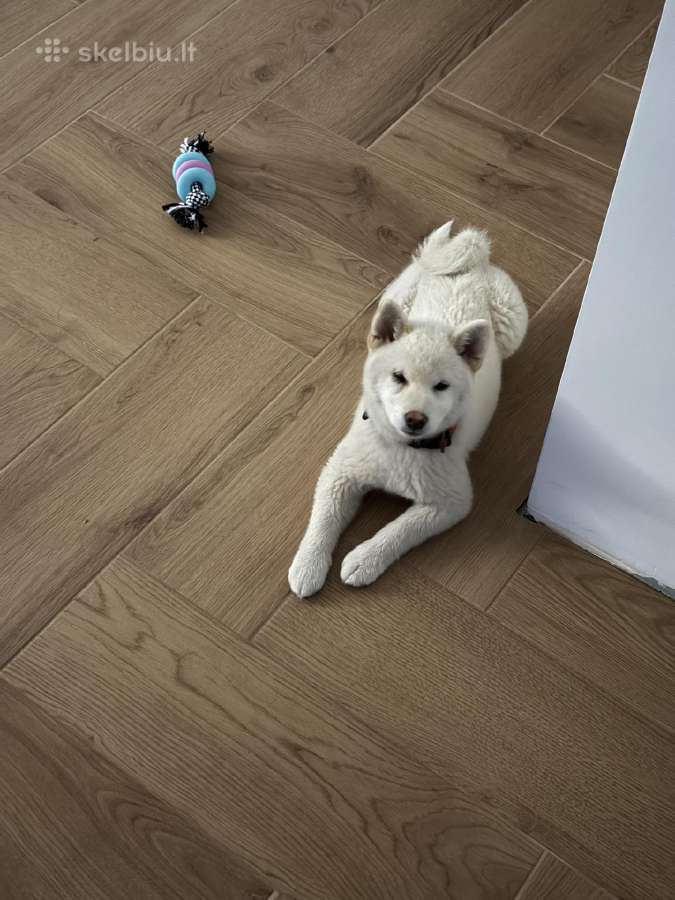 Shiba inu šuniukai “Imperatoriska svaja'' - nuotraukos Nr. 2