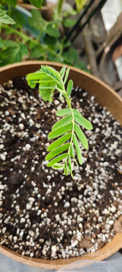 Egzotinis Tamarindas "Tamarindus indica" - nuotraukos Nr. 4
