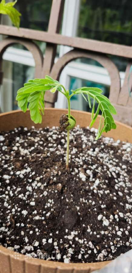 Egzotinis Tamarindas "Tamarindus indica" - nuotraukos Nr. 3