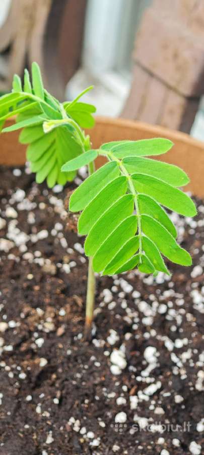 Egzotinis Tamarindas "Tamarindus indica" - nuotraukos Nr. 2