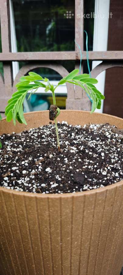 Egzotinis Tamarindas "Tamarindus indica" - nuotraukos Nr. 5
