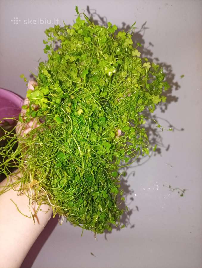 Akvariumo augalai