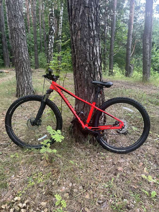 Specialized kalnų dviratis