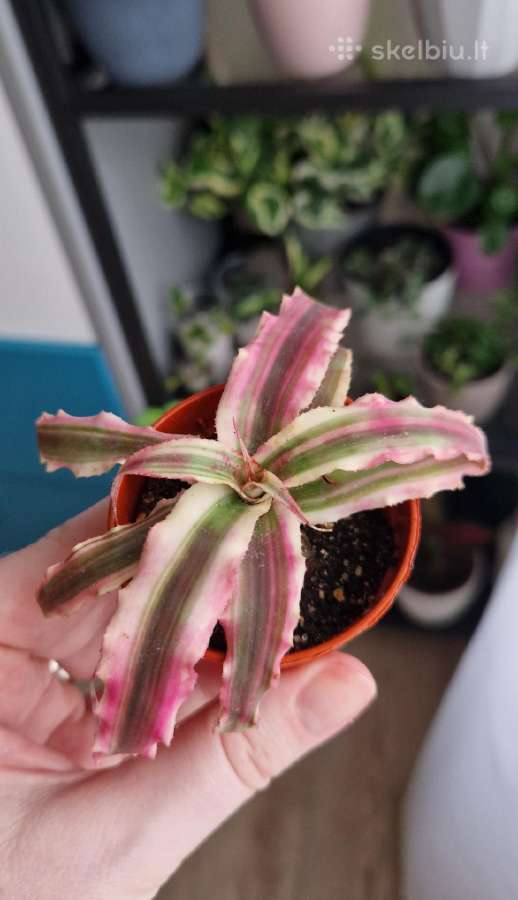 Cryptanthus