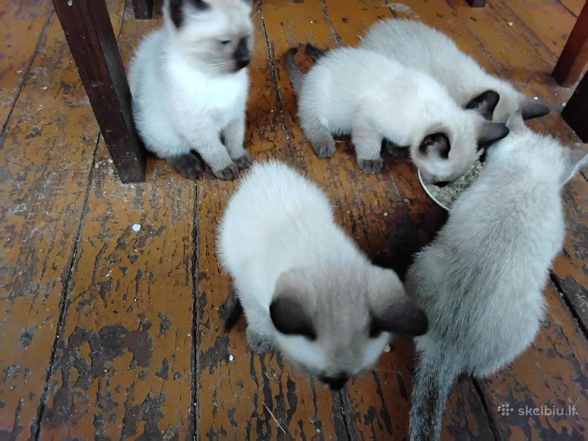 Parduodamas Tai-siamo kačiukas