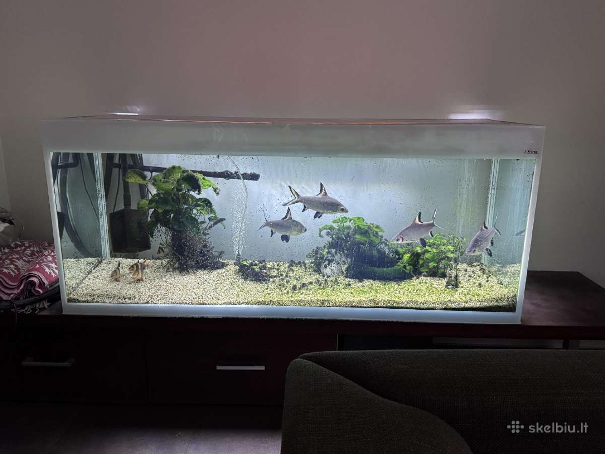 Didelis akvariumas 470l su priedais ir žuvimis