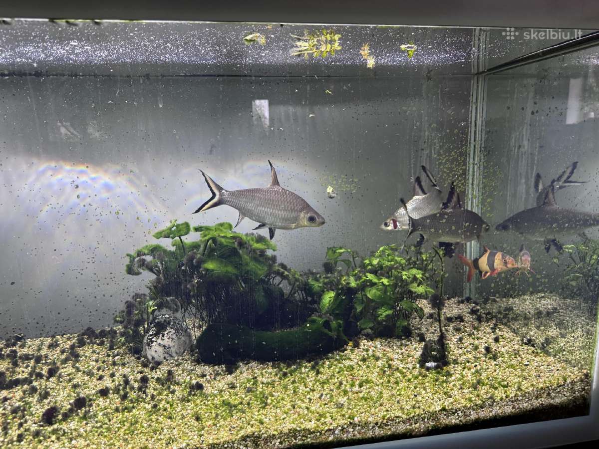 Didelis akvariumas 470l su priedais ir žuvimis - nuotraukos Nr. 5