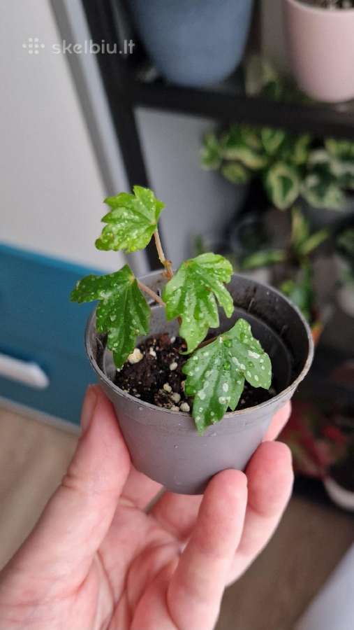 Begonia dregei glasgow
