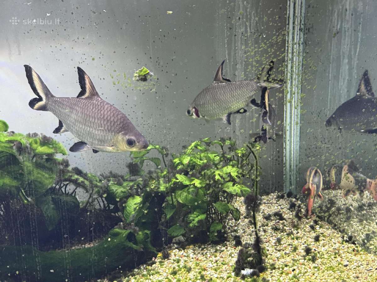 Didelis akvariumas 470l su priedais ir žuvimis - nuotraukos Nr. 6