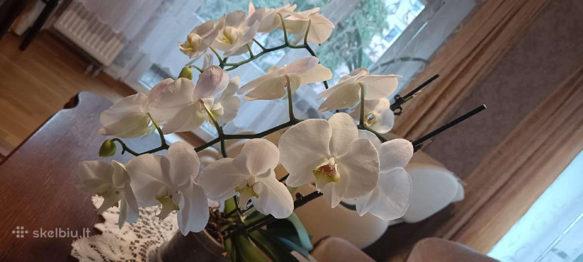 Parduodama orchidėja su 18 žiedų