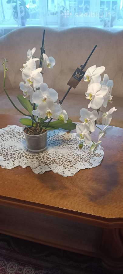 Parduodama orchidėja su 18 žiedų - nuotraukos Nr. 2
