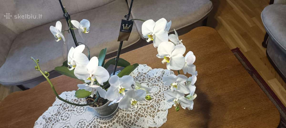 Parduodama orchidėja su 18 žiedų - nuotraukos Nr. 3