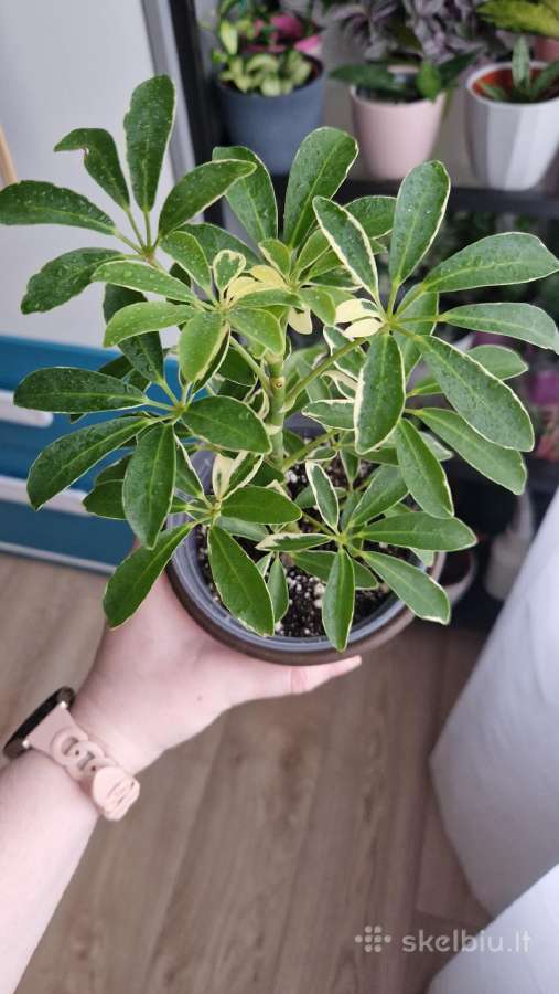 Schefflera arboricola 'Variegata'