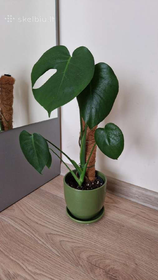 Monstera deliciosa
