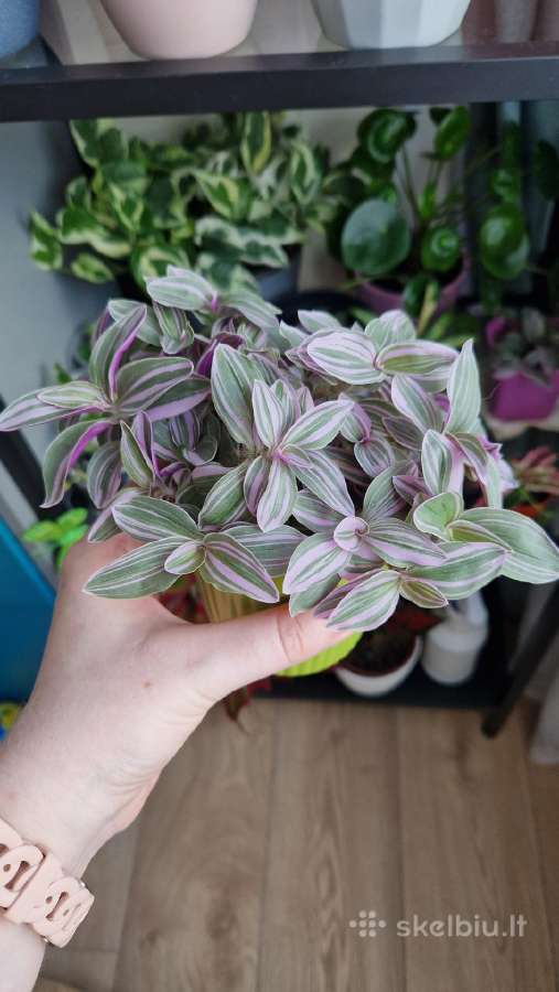 Tradescantia fluminensis sweetness