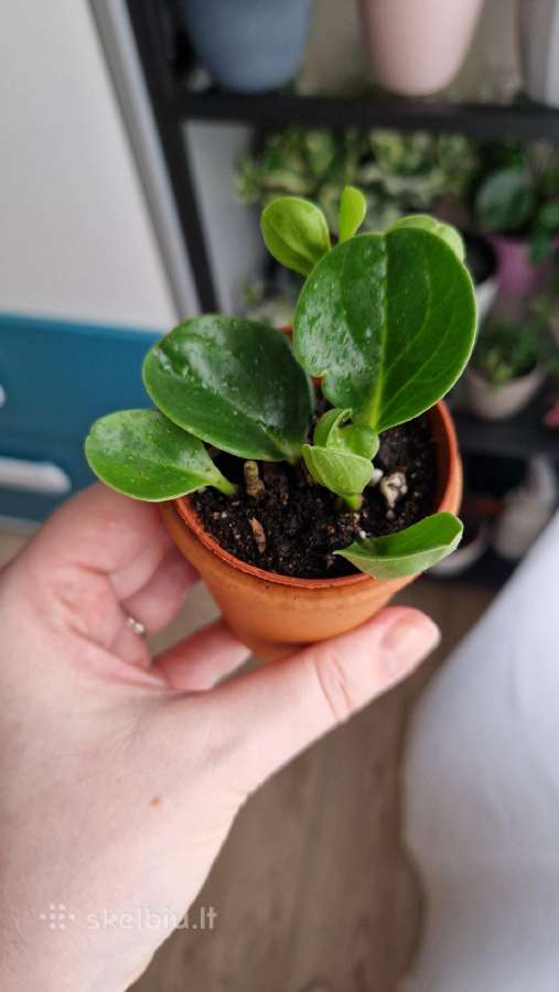 Peperomia obtusifolia