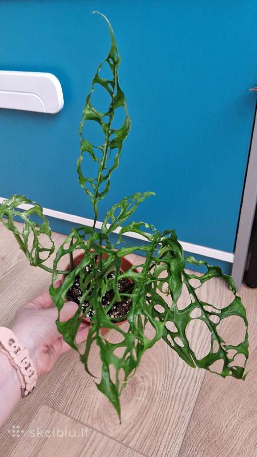 Monstera obliqua peru