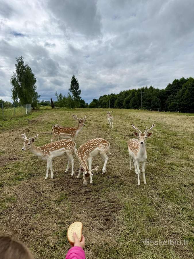 Parduodami 2 metų perlinių danielių patinai - nuotraukos Nr. 3
