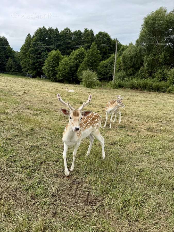 Parduodami 2 metų perlinių danielių patinai - nuotraukos Nr. 4