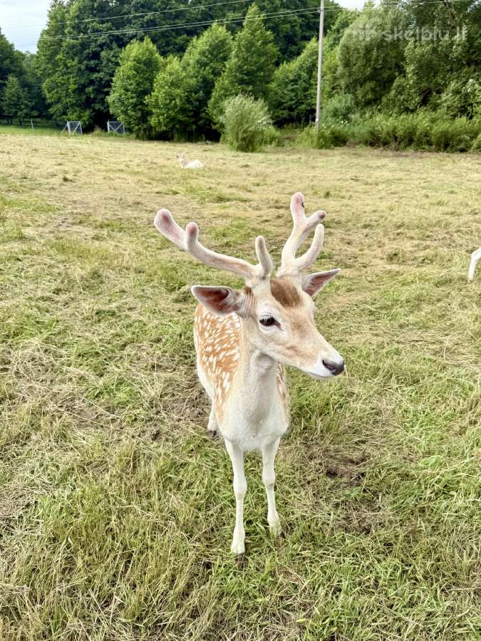 Parduodami 2 metų perlinių danielių patinai - nuotraukos Nr. 6
