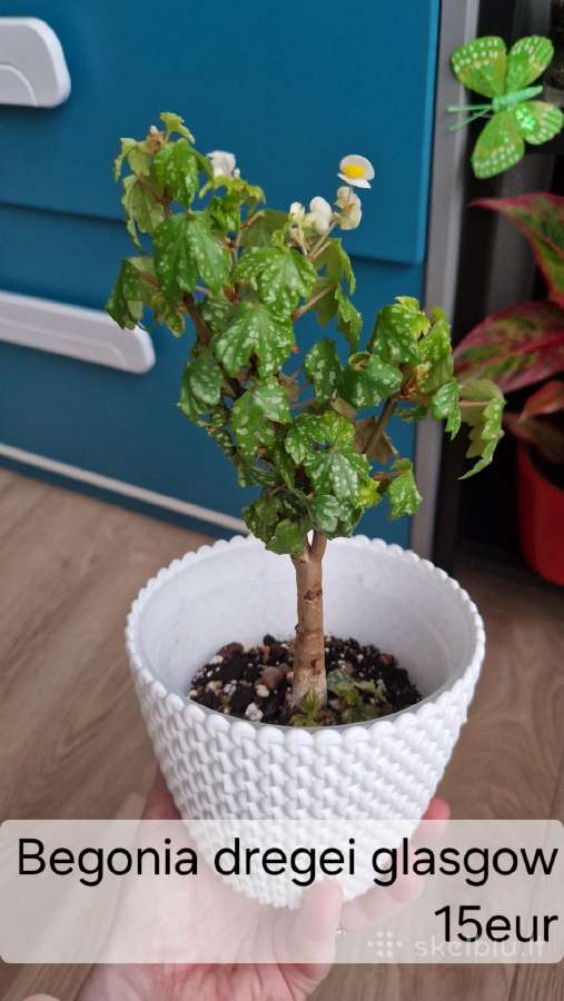 Begonia dregei glasgow
