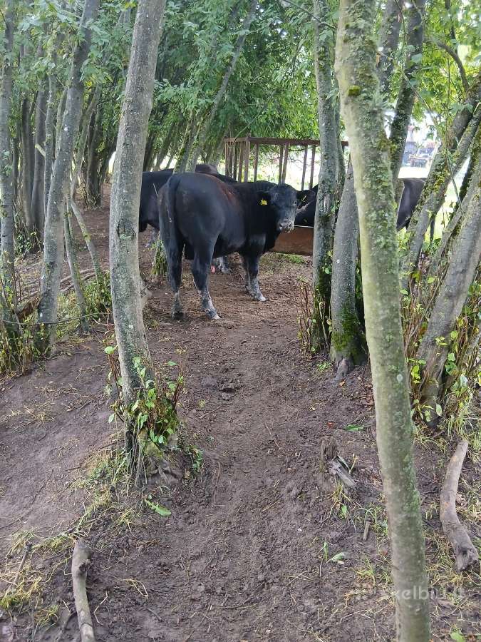 Parduodu 5 buliukus, 3 telyčios - nuotraukos Nr. 2