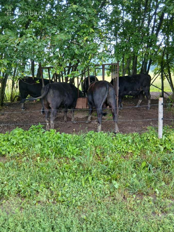 Parduodu 5 buliukus, 3 telyčios - nuotraukos Nr. 3