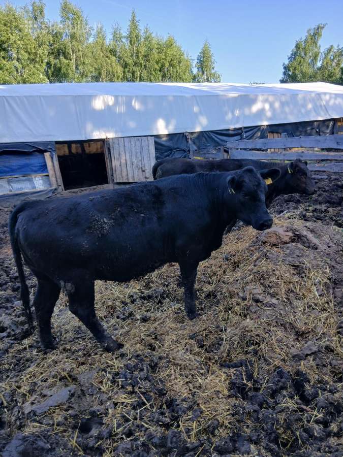 Parduodu 5 buliukus, 3 telyčios - nuotraukos Nr. 4