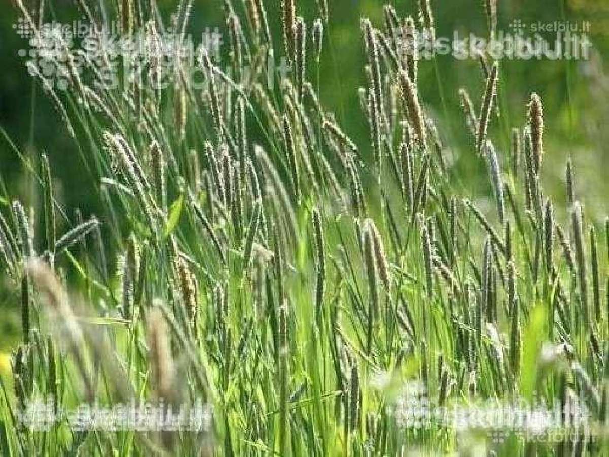 Pašarinės žolės, ju mišiniai ganymui - šienavimui