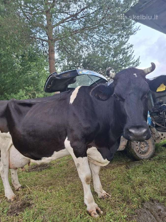 Karvė