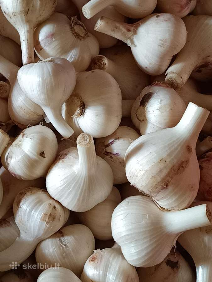Parduodu česnakus