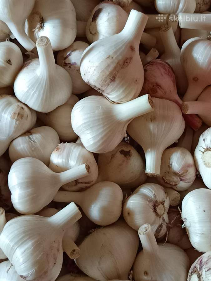 Parduodu česnakus - nuotraukos Nr. 2