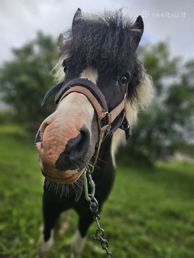 Ponis