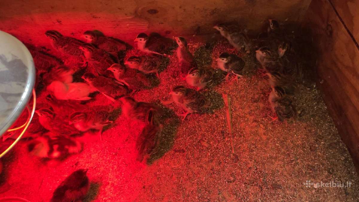 Paauginti patarškiukai. su pristatymu.