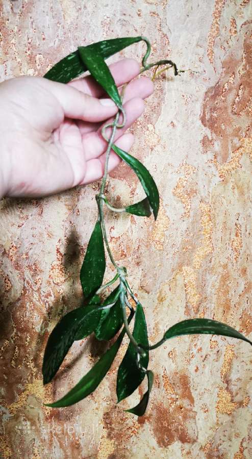 Hoya publikalix dark