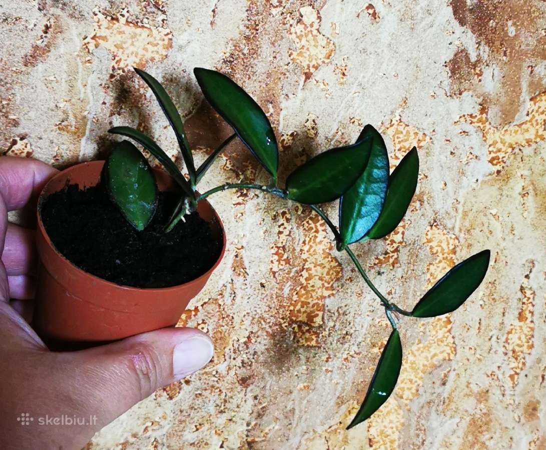 Hoya Rosita
