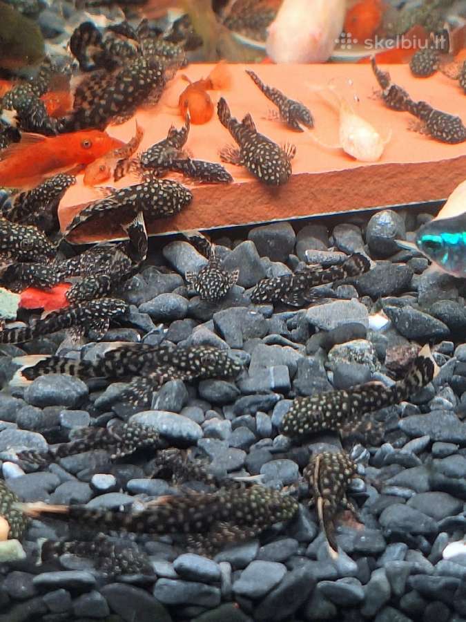 Akvariumo žuvytes - nuotraukos Nr. 3