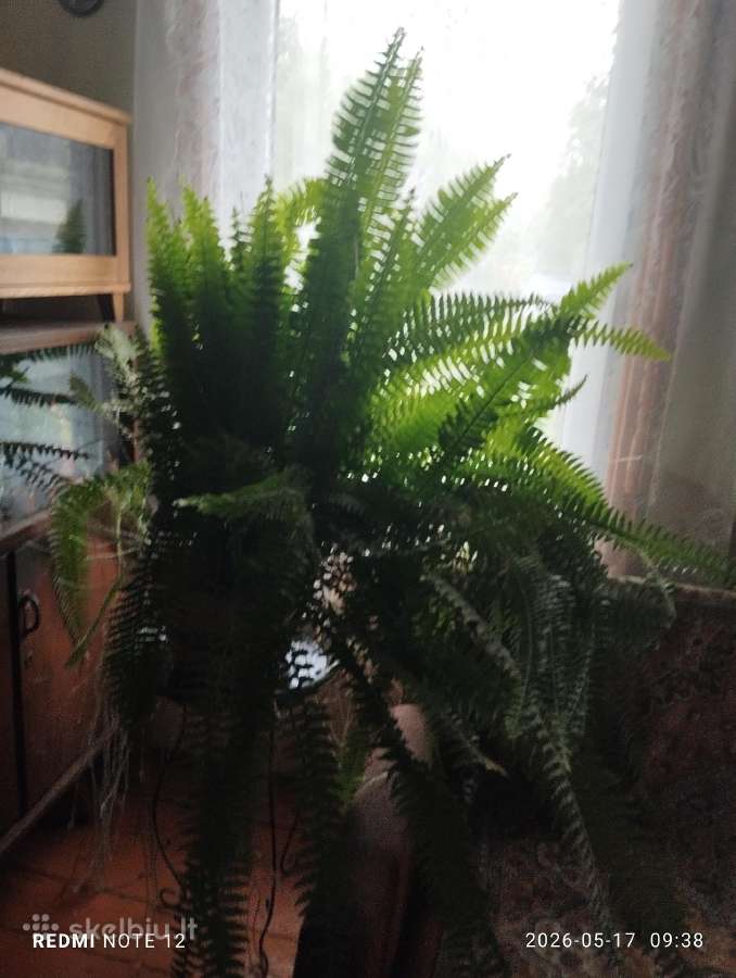 Dovanoju didelį naminį papartį