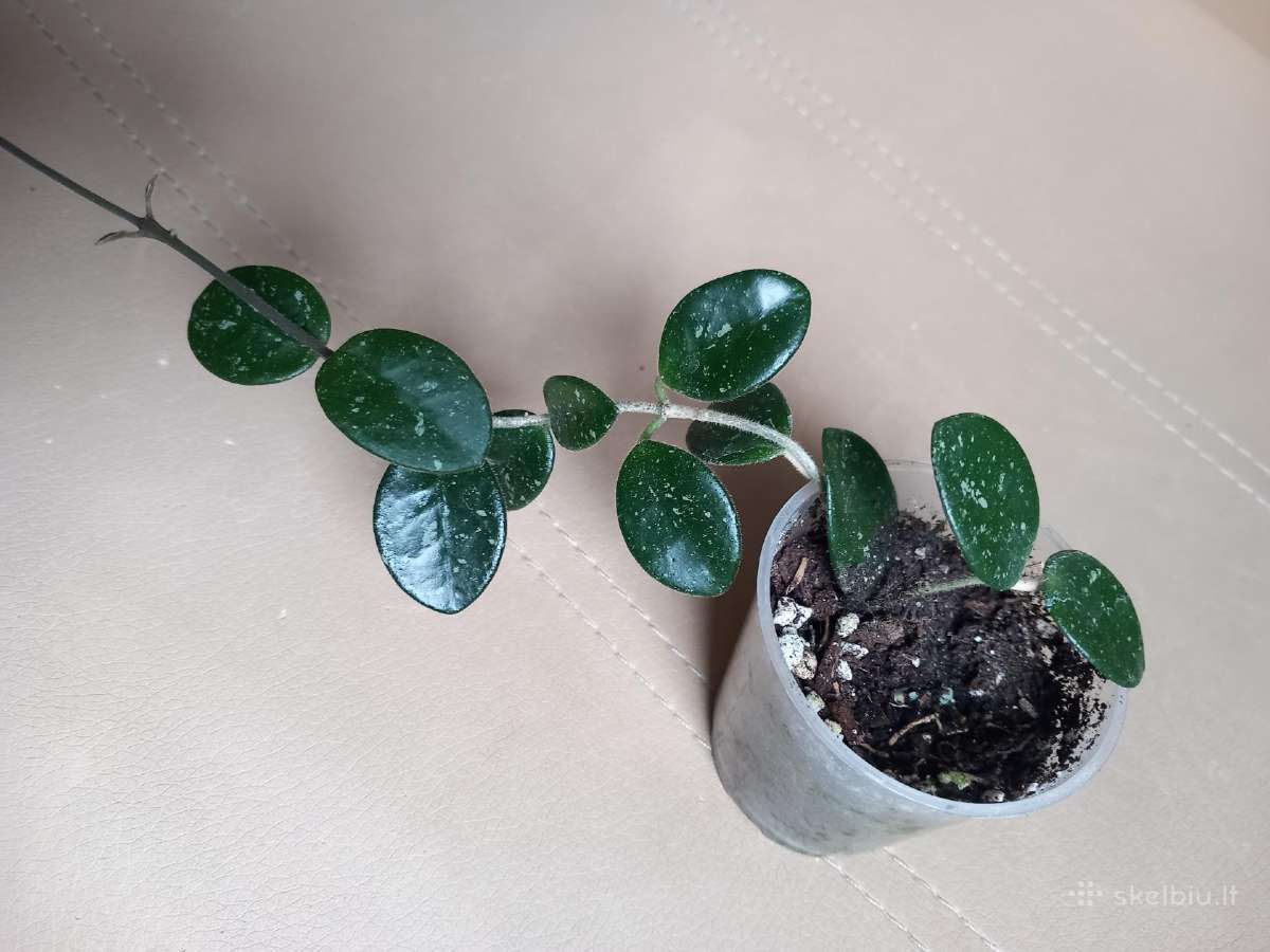 Hoya 's - nuotraukos Nr. 3