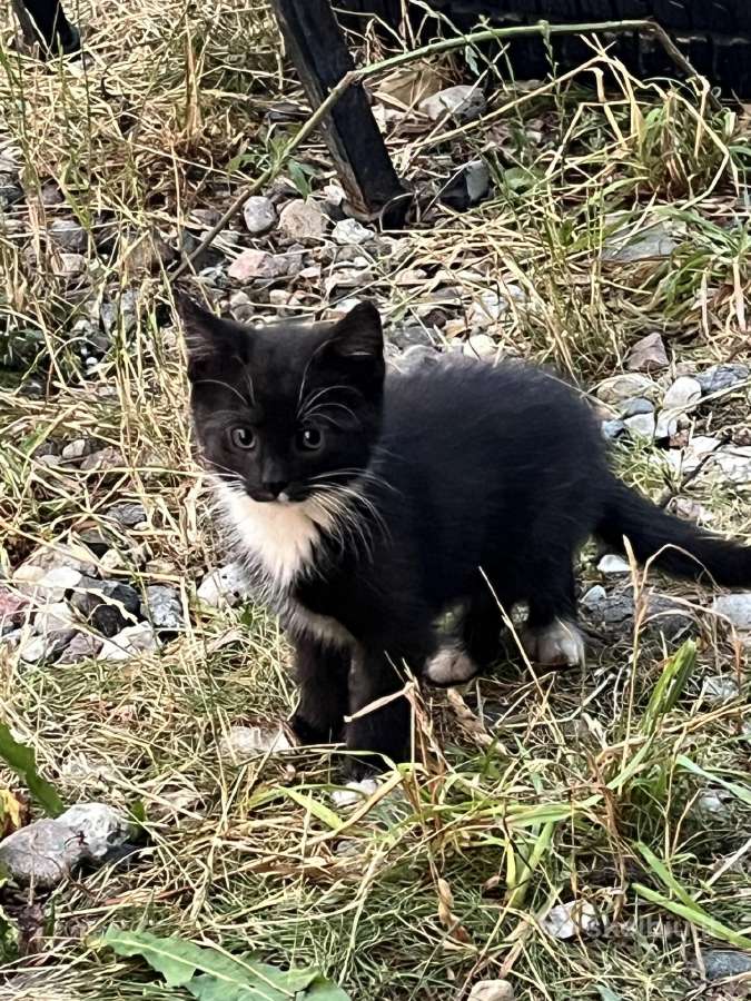 Dovanoju kačiukus