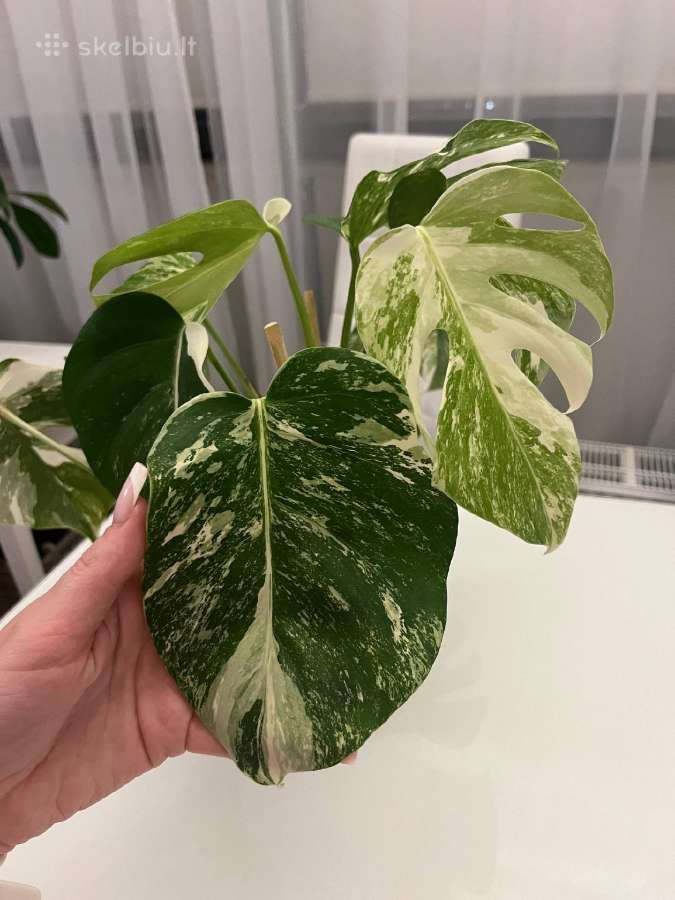 Monstera albo variegata