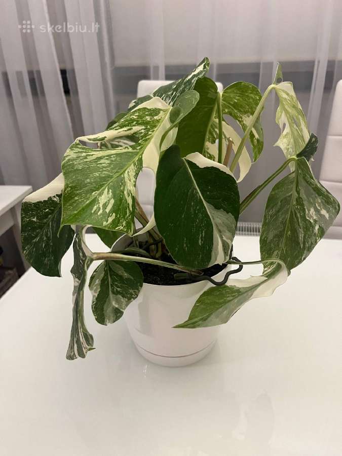 Monstera albo variegata - nuotraukos Nr. 2