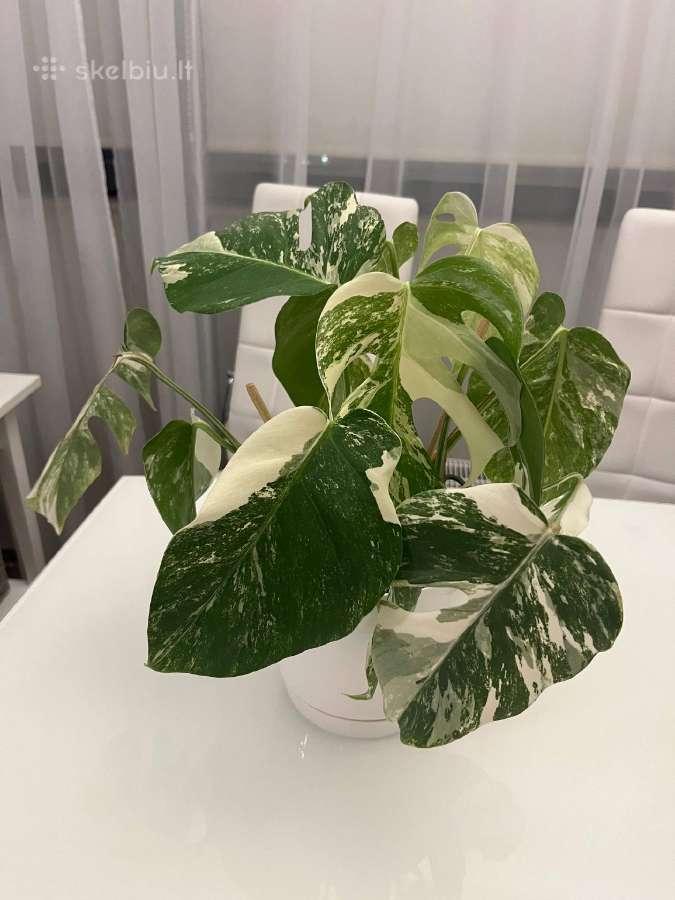 Monstera albo variegata - nuotraukos Nr. 3