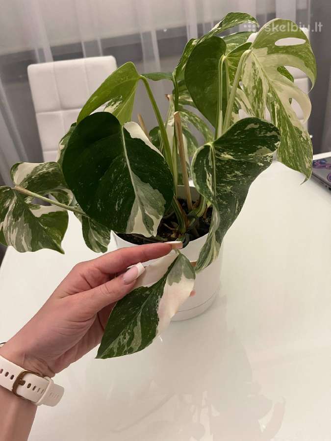Monstera albo variegata - nuotraukos Nr. 4