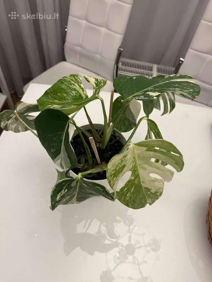 Monstera albo variegata - nuotraukos Nr. 5