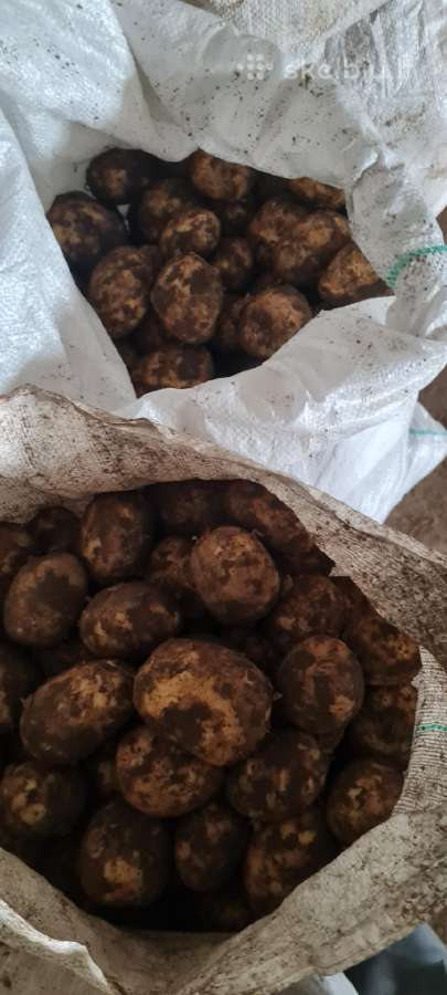 Šviežūs krapai, bulvės ,brokoliai, kopūstai,laiš.